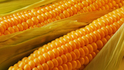 продажа семян кукурузы