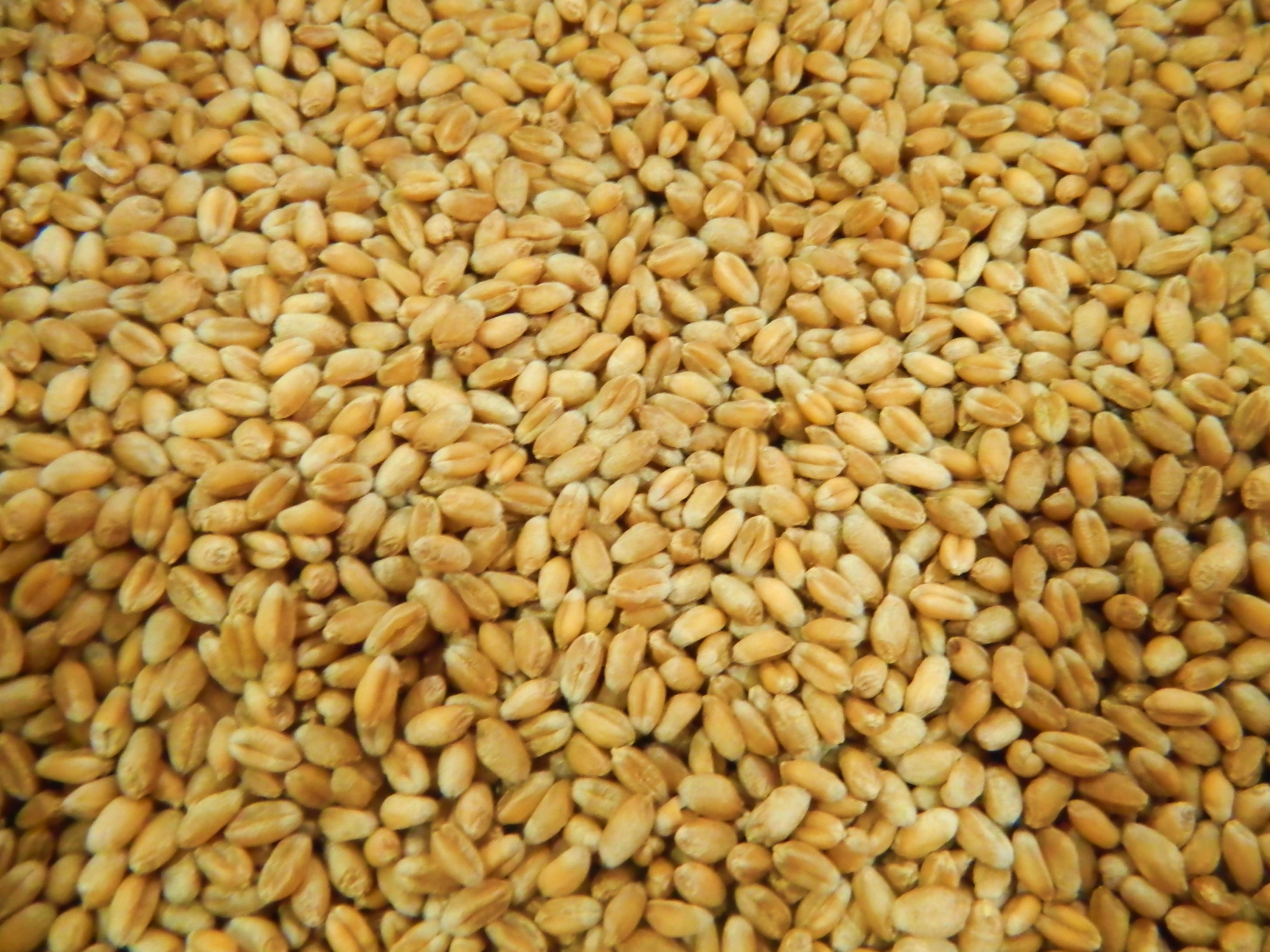 гибридные семена пшеницы