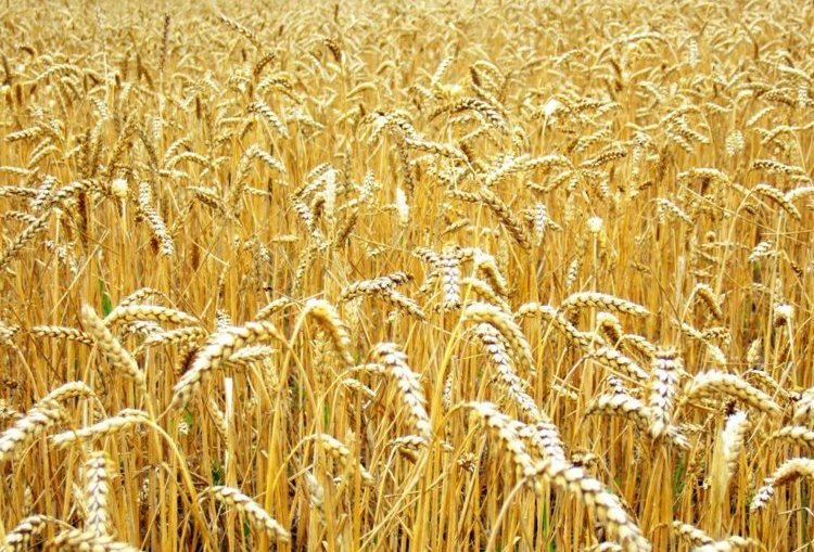 Канадская яровая пшеница